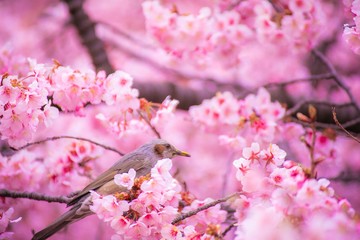 花と鳥のヒヨドリ