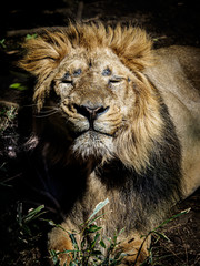 ライオン lion 5
