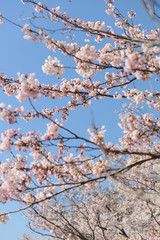 桜の花