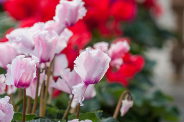 Blooming purple flowers cyclamen，Cyclamen persicum