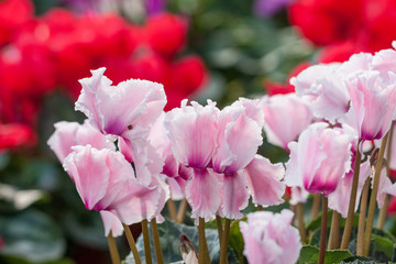 Blooming purple flowers cyclamen，Cyclamen persicum