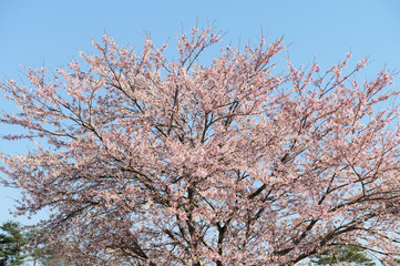 桜の木