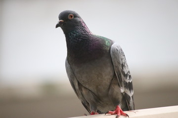 pigeon on white background