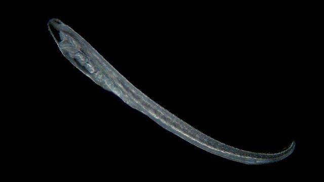 primitive marine animal Branchiostoma or Amphioxus, type Chordata, juvenile larva, in some countries they are eaten, benthic animals, their main food is phytoplankton