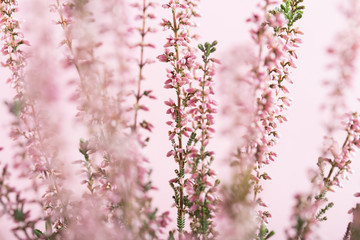 Obraz na płótnie Canvas Beautiful pink heather flowers background for wedding or love greetings