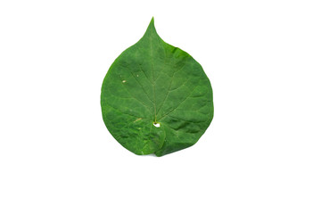  leaf isolated on white background  File contains a clipping path.