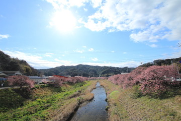 南伊豆　みなみの桜と菜の花まつり