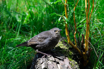 Junge Stare bei der Fütterung	