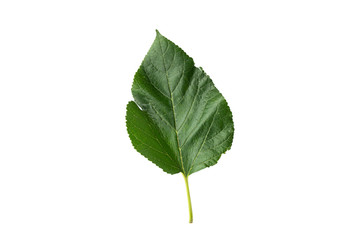 Green leaves collection of mulberry isolated on white background and have clipping paths