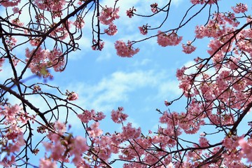 南伊豆　みなみの桜と菜の花まつり