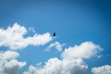 bird in the sky