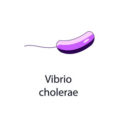 Vibrio cholerae. Bacterial microorganism. Vector illustration isolated on white.