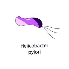 Helicobacter pylori. Bacterial microorganism. Vector illustration isolated on white.