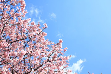 南伊豆　みなみの桜と菜の花まつり
