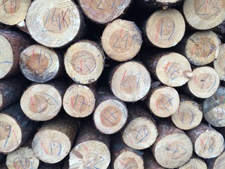 wycinka lasów , wycinanie lasu , wycinanie borów ,drewna, drzew, dzienniki, drewno, drewno na...