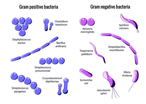 Gram Positive Cocci Images – Browse 868 Stock Photos, Vectors, and Video |  Adobe Stock