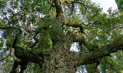 Beautiful very old bark cork oak tree (Quercus suber) in Massandra landscape park in Crimea. Rich landscape as textured natural background for any design.