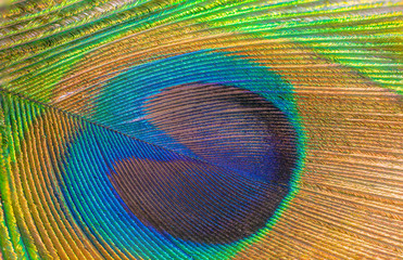 Obraz premium indian peacock colorful tail textures and patterns