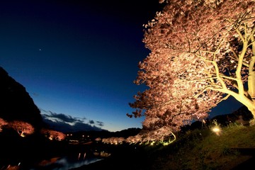 南伊豆　みなみの桜と菜の花まつりライトアップ