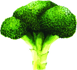 Hand drawn watercolor broccoli illustration isolated on white background. Vector
