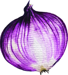 Hand drawn watercolor onion illustration isolated on white background. Vector
