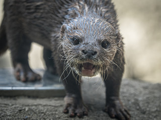 カワウソ otter 2