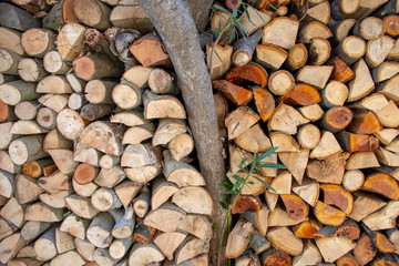 Abstract photo of natural wood logs stack background, top view. tree branch growing among trees