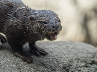 カワウソ otter 1
