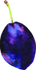 Hand drawn watercolor plum illustration isolated on white background. Vector