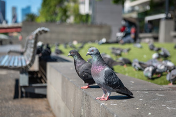 pigeons on the street