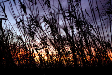 vegetation moved by the wind with the red sun behind in the  sunrise. movement concept.