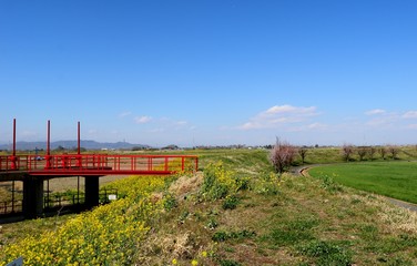 田舎の風景　春　水門　菜の花　渡良瀬　栃木