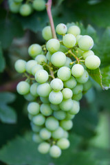 Closeup of growing green grapes