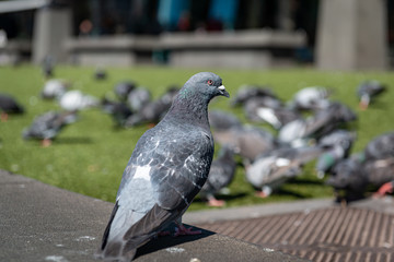 pigeon in the park