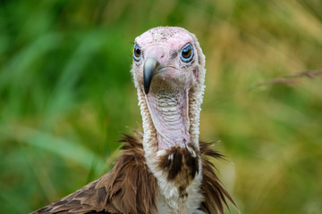 Portrait of a hooded vulture, Necrosyrtes monachus