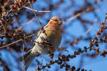 Female Pinicola enucleator sits on a larch branch and pecks cones