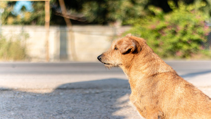 Stray dogs standing on the roadside.