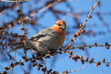 Female Pinicola enucleator sits on a larch branch and pecks cones
