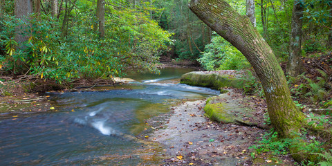 Fototapeta premium Rocky stream in North Carolina