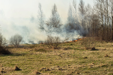 Dry grass burning in the spring forest, fire. Increased fire hazard in nature, a lot of smoke, background, landscape