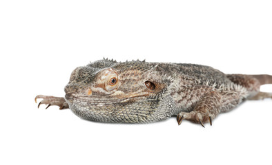 Bearded lizard (Pogona barbata) isolated on white. Exotic pet
