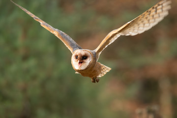 Hunting Barn Owl in nice morning light. Wildlife scene from wild nature. Flying bird above the...