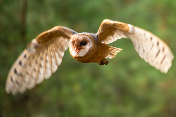 Hunting Barn Owl in nice morning light. Wildlife scene from wild nature. Flying bird above the meadow, United Kingdom.