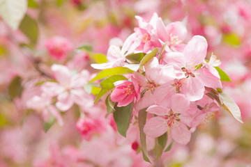 Fototapeta na wymiar Chinese flowering crab-apple blooming. pink bud on a apple tree branch in spring bloom full of bright light as warm season orchard concept