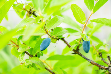 Ripe honeysuckle berries on the bush. Selective focus. Shallow depth of field.