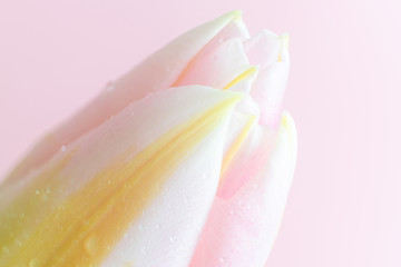 Petals of a white-yellow-pink tulip on a pink background. Macro photo. The concept of a holiday, celebration, women's day, spring. Background natural image, suitable for banner, postcard. Copyspace.