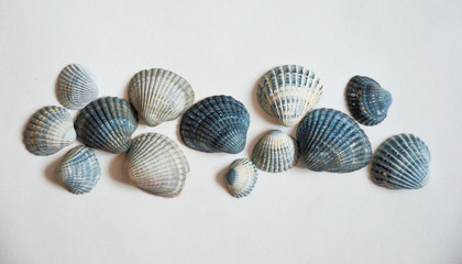 sea shell on a light background.