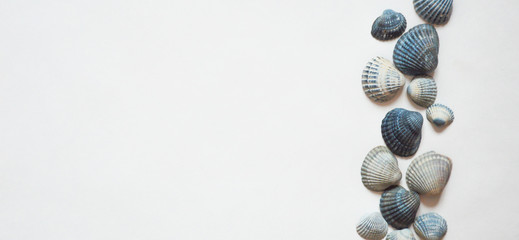sea shell on a light background.