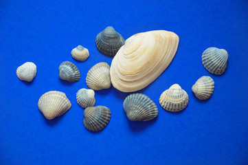 sea shell on a blue background.