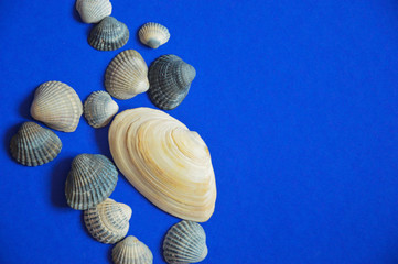 sea shell on a blue background.